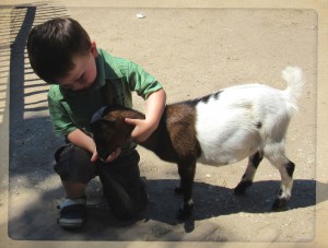 KEIHEUVELkinderboerderij