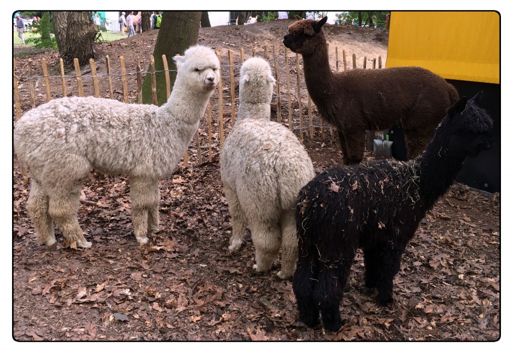 alpaca