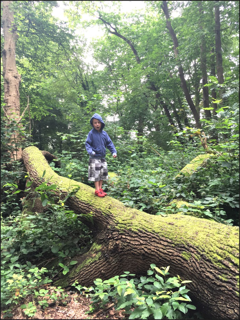 den doolhof, natuur en bos, turnhout