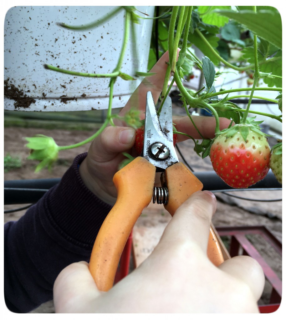 knippen, aardbeien