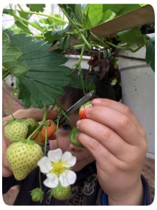 aardbei, het aardbeienterras, rijsbergen