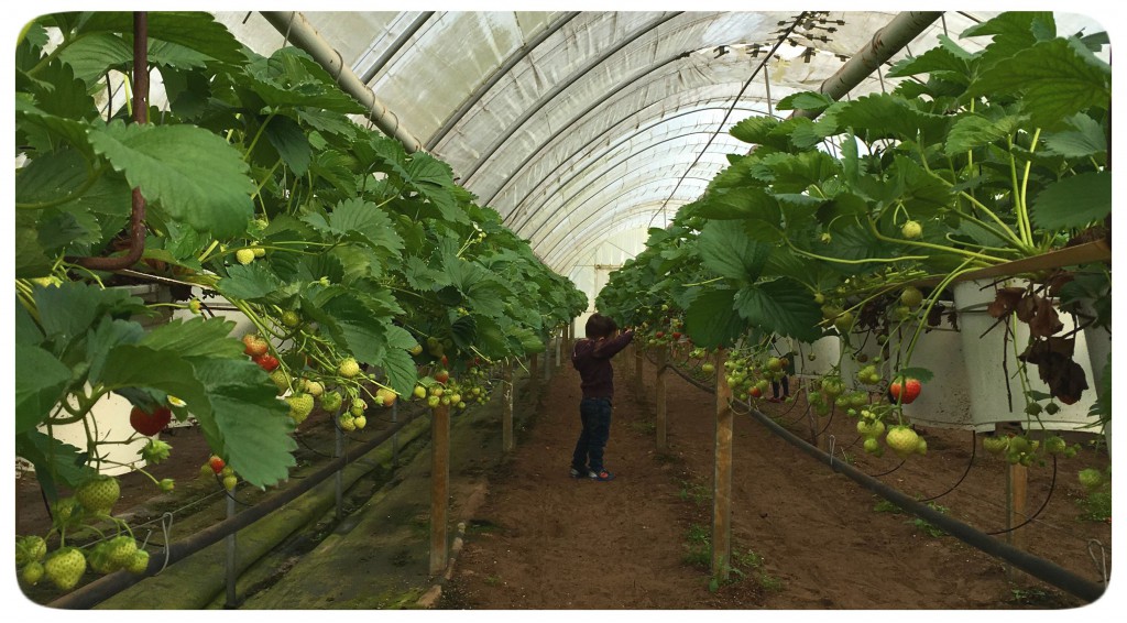 aardbei, het aardbeienterras, rijsbergen, knippen