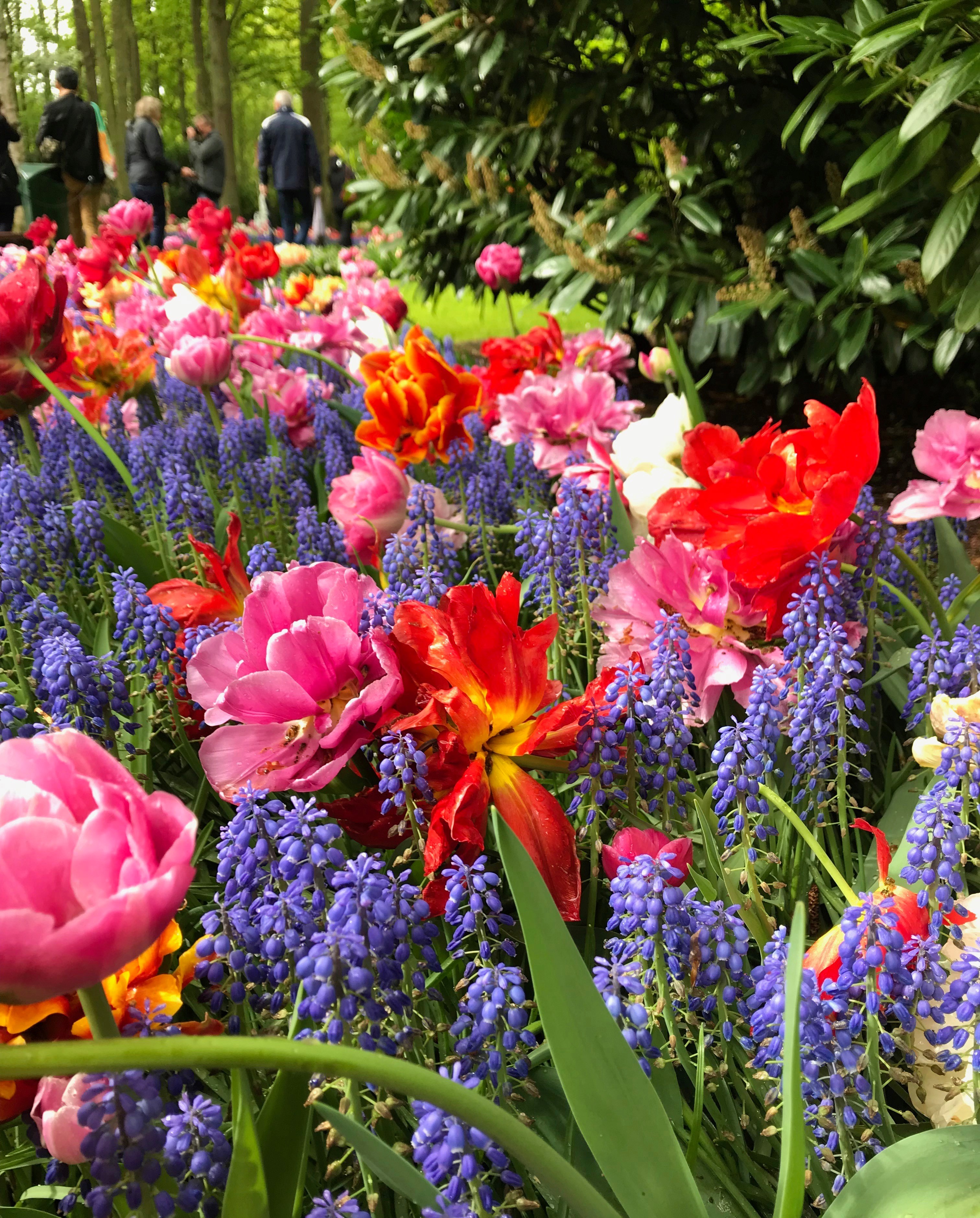 keukenhof