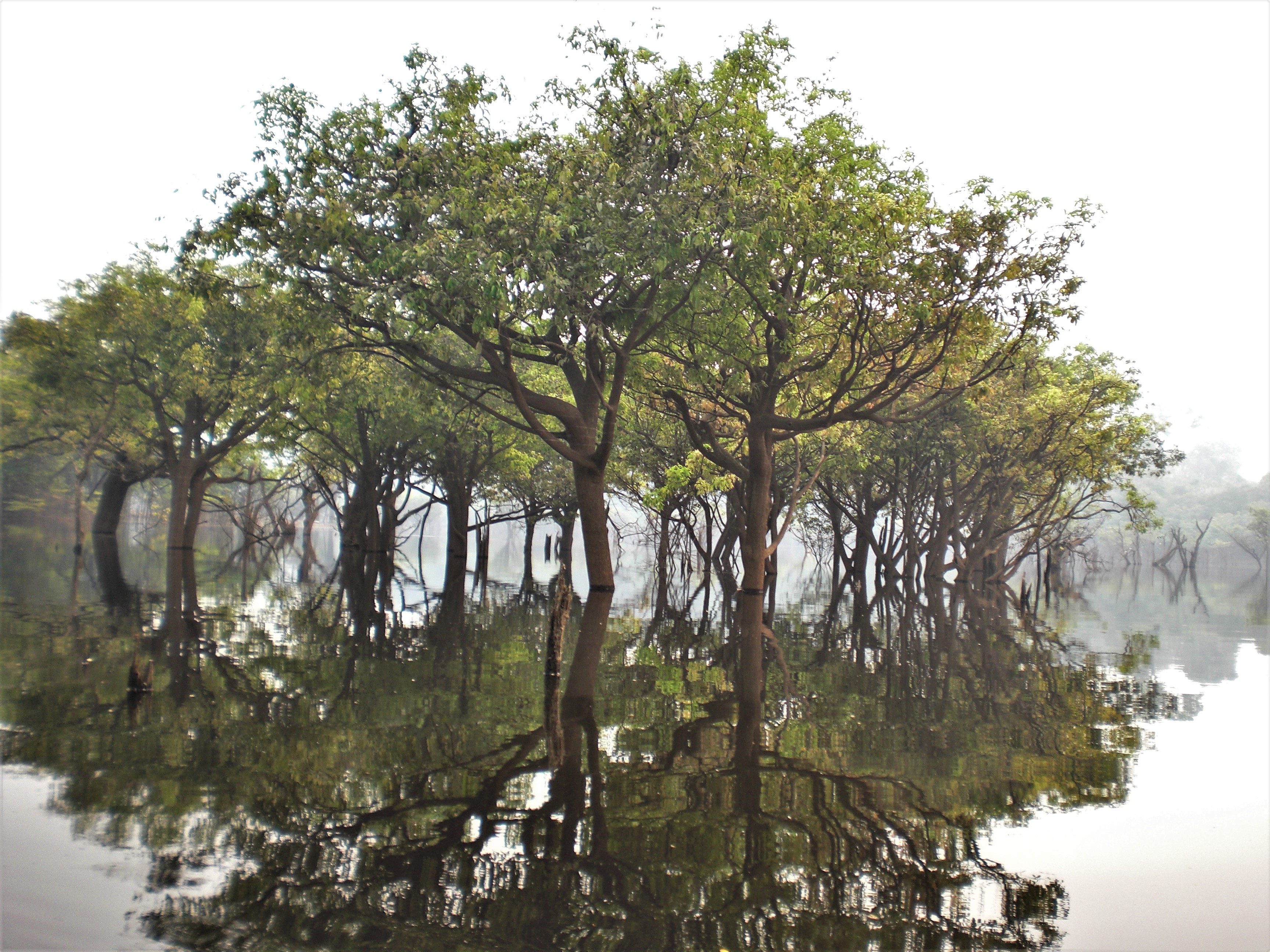 amazonas, reflectie